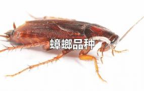 蟑螂品种
