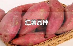 红薯品种