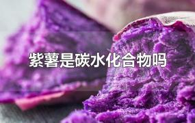紫薯是碳水化合物吗