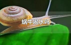 蜗牛喝水吗