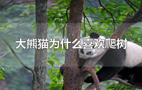 大熊猫为什么喜欢爬树