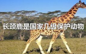 长颈鹿是国家几级保护动物