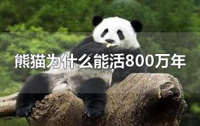 熊猫为什么能活800万年