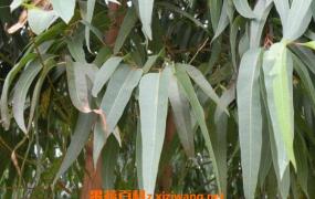 桉树叶有毒吗 中国为什么禁止种桉树