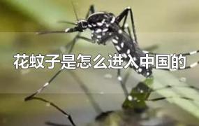 花蚊子是怎么进入中国的