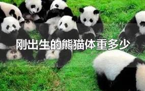 刚出生的熊猫体重多少