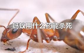 蚂蚁用什么药能杀死