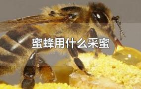 蜜蜂用什么采蜜