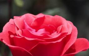 大红花的功效与作用 大红花有什么作用