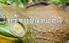 野生牛蛙是保护动物吗