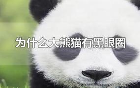 为什么大熊猫有黑眼圈