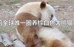 目前全球唯一圈养棕白色大熊猫名叫