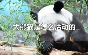 大熊猫是怎么活动的