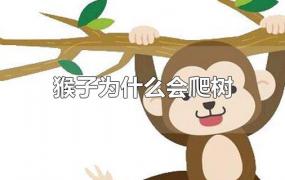猴子为什么会爬树