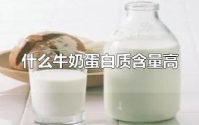 什么牛奶蛋白质含量高