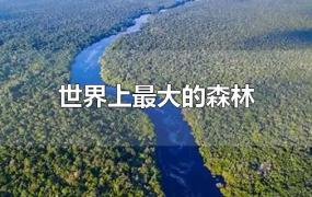世界上最大的森林