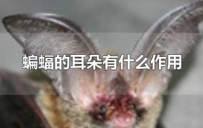 蝙蝠的耳朵有什么作用