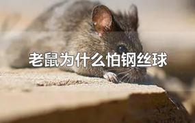 老鼠为什么怕钢丝球