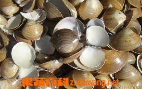 海蛤壳的功效与作用 海蛤壳的药用价值