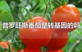 普罗旺斯番茄是转基因的吗