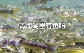 青海湖里有鱼吗