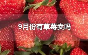 9月份有草莓卖吗