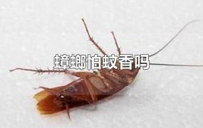 蟑螂怕蚊香吗
