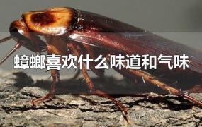 蟑螂喜欢什么味道和气味