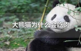 大熊猫为什么会吃肉