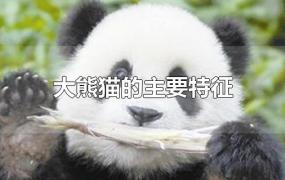 大熊猫的主要特征