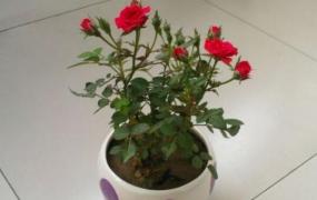 盆栽玫瑰花的养殖方法和注意事项有哪些
