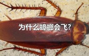为什么蟑螂会飞?