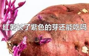红薯长了紫色的芽还能吃吗