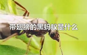 带翅膀的黑蚂蚁是什么