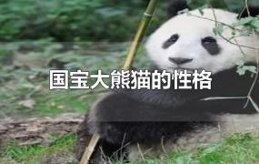 国宝大熊猫的性格