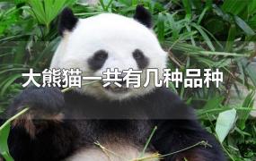 大熊猫一共有几种品种