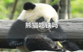 熊猫吃铁吗