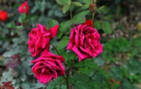 玫瑰花与月季花的区别