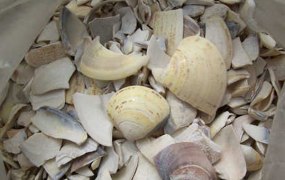 蛤壳是什么 中药蛤壳的功效与作用