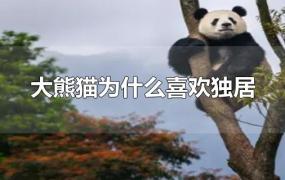 大熊猫为什么喜欢独居