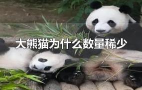 大熊猫为什么数量稀少