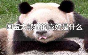 国宝大熊猫的喜好是什么