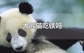 大熊猫吃铁吗