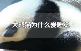 大熊猫为什么爱睡觉
