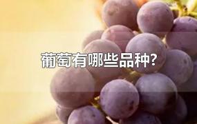 葡萄有哪些品种?