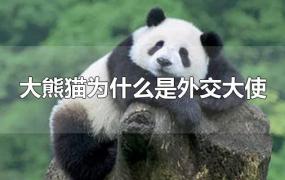 大熊猫为什么是外交大使