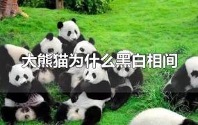 大熊猫为什么黑白相间