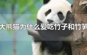 大熊猫为什么爱吃竹子和竹笋