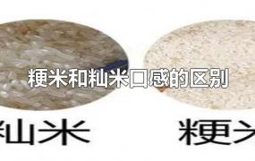 粳米和籼米口感的区别