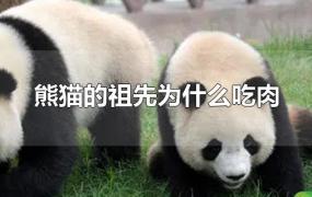 熊猫的祖先为什么吃肉